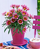 Gazania (midday gold) rose-colored