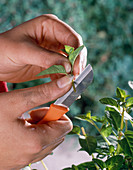 Fuchsias cutting propagation