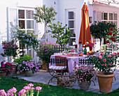 Terrasse mit gedecktem Kaffeetisch und Kübelpflanzen