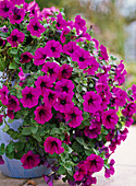 Petunia Porch 'Purple' (Petunia)