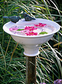 Potted birdbath with floating flowers