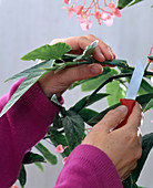 Shrub begonia cuttings