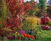 Autumn bed with Amelanchier (rock pear) and Chrysanthemum