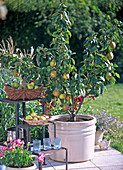 Zwerg-Birnbaum mit Früchten im Kübel