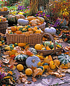 Various cucurbita in baskets and on the terrace