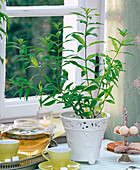 Aloysia triphylla, in white planter on the table