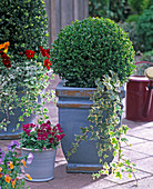 Buxus (box) balls in blue tubs
