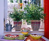 Pellaea, pteris in baskets on the windowsill, table