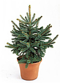 Picea pungens 'Glauca' in pot as a cut out