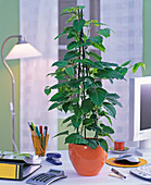 Cissus antarctica in orange planter in the office, folder