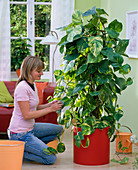 Woman wiping Epipremnum pinnatum leaves with a damp cloth