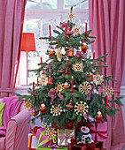 Picea pungens 'Glauca' (Blaufichte) als Weihnachtsbaum mit roten Kerzen