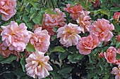 Rosa 'Zambra' syn. 'Zambras', 'Meicurbos', more flowering