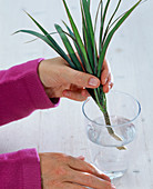 Rooted cuttings of Dracaena in the water