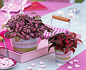 Fittonia in ringed planters, pink tray, sugar hearts