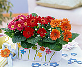 Gerbera in Jardiniere with floral motifs on the table, decorative flowers