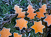 Fir trees and stars made of gouged out citrus peel