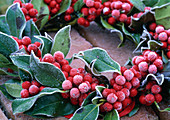 Ilex verticillata (red winter berry) wreath in hoarfrost