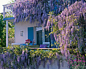 Terrace waxed with Wisteria (wisteria)