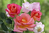 Rose 'Inspiration', often flowering, Breeder-Noack, Campanula