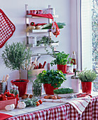 Küche mit Kräutern , rot-weiß dekoriert