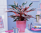 Stromanthe 'Multicolor' (Blumenmaranthe) in rotem Übertopf auf dem Tisch