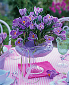 Table decoration with Crocus 'Pickwick'