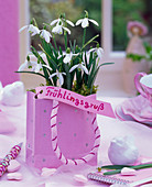 Galanthus nivalis (Schneeglöckchen) in rosa Papiertüte mit Schild