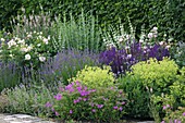 Perennial flowerbed with Alchemilla (lady's mantle), Lavandula (lavender)