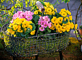 Wire basket planted with moss and Primula acaulis