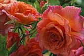 Pink 'Freisinger Morgenröte' (shrub rose) from Kordes