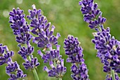 Lavandula 'Hidcote' (lavender)