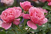 Pink 'Bad Birnbach' (bed rose), often flowering
