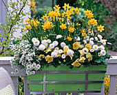 Weiß-gelb bepflanzter Frühlingskasten: Narcissus 'Tete a Tete'