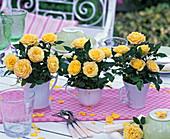 Rosa (Topfrosen), gelbe Mini-Rosen in weißen Tassen