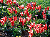 Tulipa greigii 'Pinocchio' (tulips) red-white