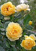 Rose 'Graham Thomas', often flowering, good tea rose fragrance
