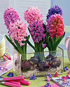 Hyacinthus (hyacinth) in different colors
