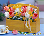 Tulipa (Tulpen), Matricaria (Kamille), Narcissus (Narzissen)