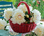 White Paeonia bouquet in a red basket on the table