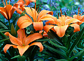Lilium asiaticum 'Orange Pixie' (Lilien)
