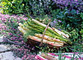 White and green asparagus and asparagus leaves in basket on thymus