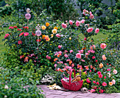 Bed of pink (shrub, noble, bed and rose)