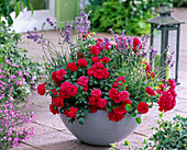 Pink 'gardener's joy' (groundcover rose) from Kordes, often flowering