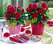 Dahlia Dahlietta 'Patty' in red and pink planter