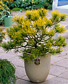 Pinus mugo 'Carstens Wintergold' (gelbe Krummholz - Kiefer)