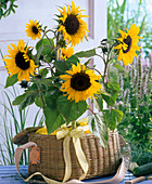 Helianthus 'mezzulah' (sunflower) in a picnic basket