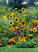 Yellow-orange summer flowerbed with Helianthus (sunflower)