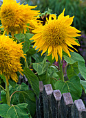 Helianthus (Sonnenblumen) am Gartenzaun