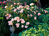 Rosa 'Banquet' (bed rose), more often flowering, Alchemilla